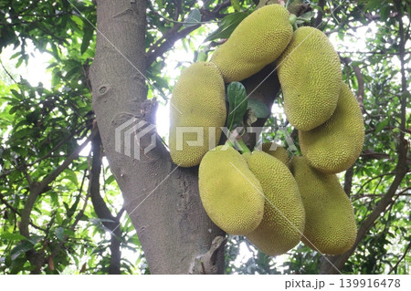 jackfruit on plant in farm for sell are cash crops 139916478