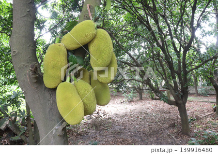 jackfruit on plant in farm for sell are cash crops jackfruit on plant in farm for sell are cash crops 139916480