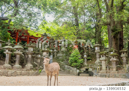 「奈良県」(5月)【観光地】奈良県春日大社の参道に佇む鹿 「奈良県」(5月)【観光地】奈良県春日大社の参道に佇む鹿 139916532
