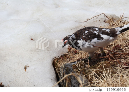残雪期・立山室堂のライチョウ 残雪期・立山室堂のライチョウ 139916666