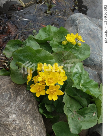 黄色い蝦夷立金花の花 139916692
