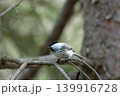 枝にとまるコガラ｜自然の森にいる可愛い野鳥 139916728