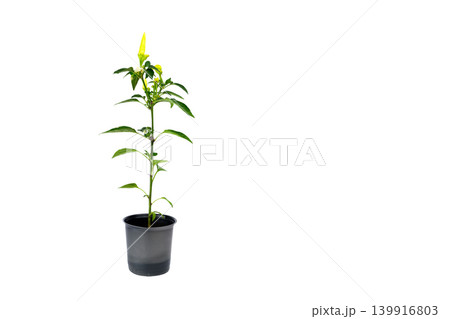 small seedling of hot pepper in a pot on the left isolated on a white background small seedling of hot pepper in a pot on the left isolated on a white background 139916803