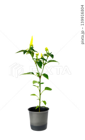green branch of decorative pepper in a pot isolated on a white background green branch of decorative pepper in a pot isolated on a white background 139916804