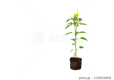 sprout of bitter pepper with an earthen clod on the right isolated on a white background sprout of bitter pepper with an earthen clod on the right isolated on a white background 139916808