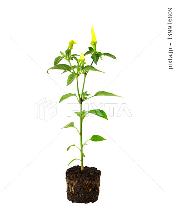 hot decorative chili pepper sprout with roots isolated on white background hot decorative chili pepper sprout with roots isolated on white background 139916809