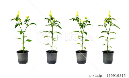 four pots with hot chili pepper seedlings isolated on white background four pots with hot chili pepper seedlings isolated on white background 139916815