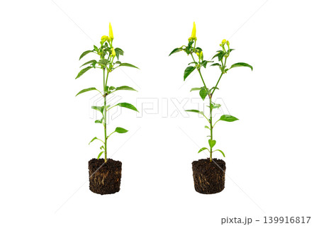 two young seedlings of hot chili pepper in soil isolated on white background two young seedlings of hot chili pepper in soil isolated on white background 139916817