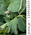 赤いテントウムシと黒い小さなテントウムシ3 139916835