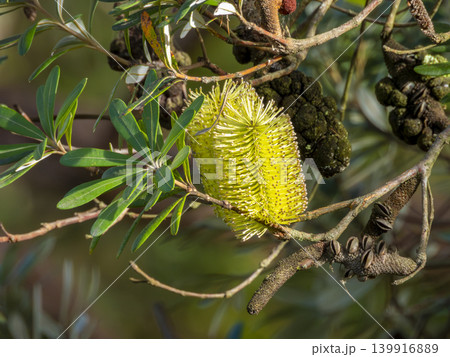 A vibrant Banksia flower in a forest in the Blue Mountains 139916889