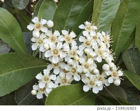 白いトキワサンザシの花 白いトキワサンザシの花 139916903