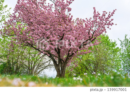 Cherry Blossom Tree in Full Bloom, Springtime in Park, Pink Flowers Against Sky, Beautiful Nature Cherry Blossom Tree in Full Bloom, Springtime in Park, Pink Flowers Against Sky, Beautiful Nature 139917001