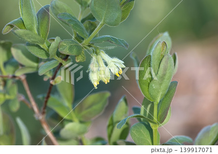 Delicate pale yellow honeysuckle flowers bloom on a green leafy branch in soft light Delicate pale yellow honeysuckle flowers bloom on a green leafy branch in soft light 139917071
