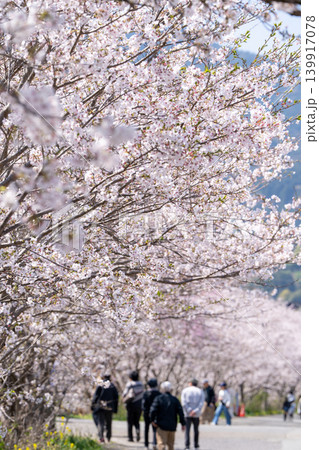 【勝浦さくら祭り】満開の桜並木 【勝浦さくら祭り】満開の桜並木 139917078