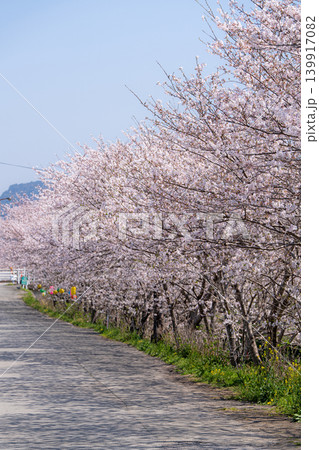 【勝浦さくら祭り】満開の桜並木 【勝浦さくら祭り】満開の桜並木 139917082