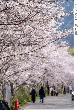 【勝浦さくら祭り】満開の桜並木 【勝浦さくら祭り】満開の桜並木 139917083