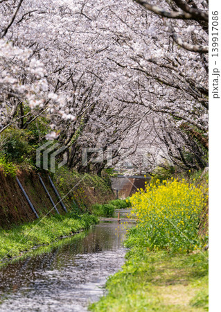 【勝浦さくら祭り】満開の桜並木 【勝浦さくら祭り】満開の桜並木 139917086