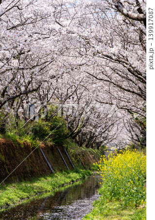 【勝浦さくら祭り】満開の桜並木 【勝浦さくら祭り】満開の桜並木 139917087