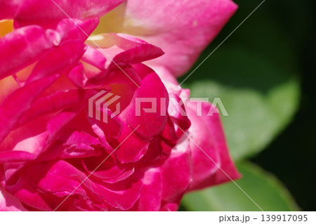 薔薇園にあか色の薔薇の花が咲いています 薔薇園にあか色の薔薇の花が咲いています 139917095