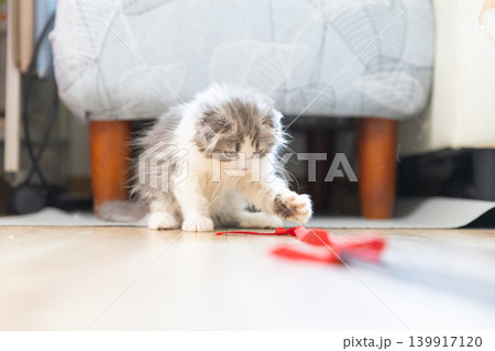 赤いリボンで遊ぶスコティッシュフォールドの子猫 赤いリボンで遊ぶスコティッシュフォールドの子猫 139917120