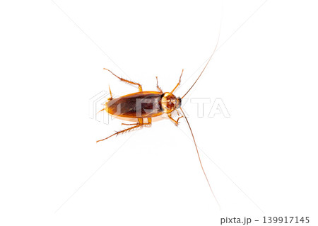 Close up of Cockroach isolated on white background for pest control service and household hygiene concept 139917145