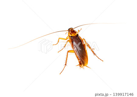 Close up of Cockroach isolated on white background for pest control service and household hygiene concept Close up of Cockroach isolated on white background for pest control service and household hygiene concept 139917146