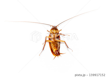 Dead cockroach lying upside down on a white background, household pest control concept 139917152