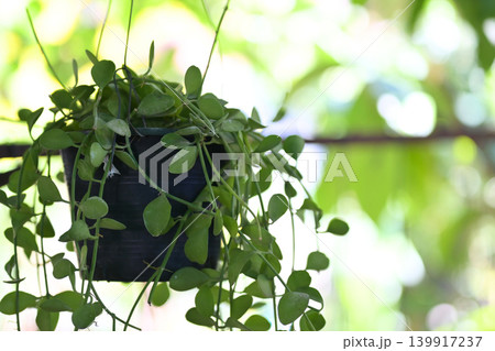 Hanging plant, green leaf, trailing vine, indoor garden, potted plant, natural light, home decor lush foliage cascade soft Hanging plant, green leaf, trailing vine, indoor garden, potted plant, natural light, home decor lush foliage cascade soft 139917237