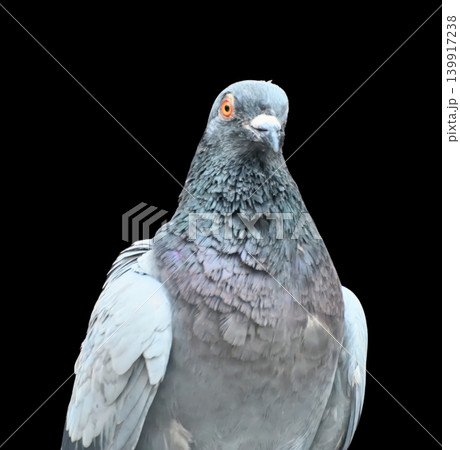 Pigeon bird gray feather portrait closeup wildlife, detailed head with orange eye against black background calm mood Pigeon bird gray feather portrait closeup wildlife, detailed head with orange eye against black background calm mood 139917238