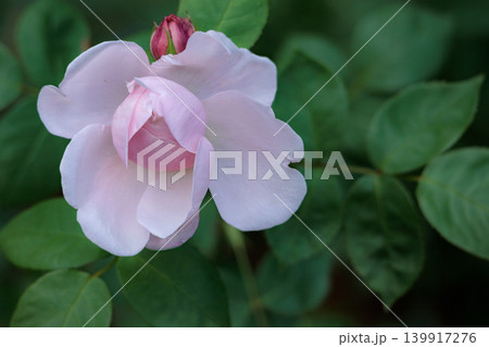 多くの人々の心を癒す色とりどりに咲き誇るバラの花たち 多くの人々の心を癒す色とりどりに咲き誇るバラの花たち 139917276