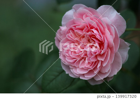 多くの人々の心を癒す色とりどりに咲き誇るバラの花たち 多くの人々の心を癒す色とりどりに咲き誇るバラの花たち 139917320