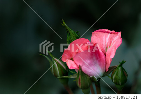 多くの人々の心を癒す色とりどりに咲き誇るバラの花たち 多くの人々の心を癒す色とりどりに咲き誇るバラの花たち 139917321