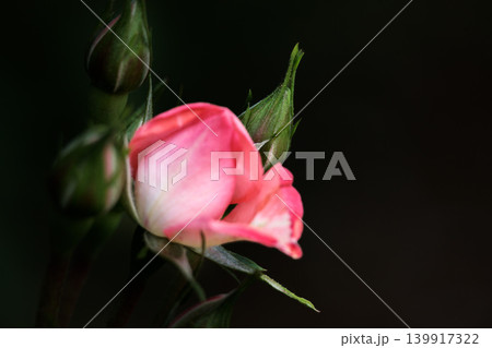 多くの人々の心を癒す色とりどりに咲き誇るバラの花たち 多くの人々の心を癒す色とりどりに咲き誇るバラの花たち 139917322