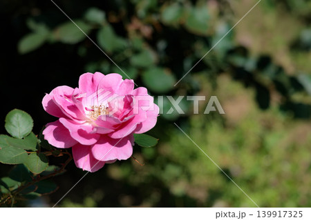 多くの人々の心を癒す色とりどりに咲き誇るバラの花たち 139917325