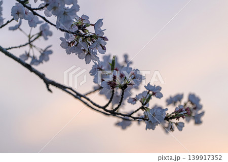 【勝浦さくら祭り】夕暮れ時の桜 139917352