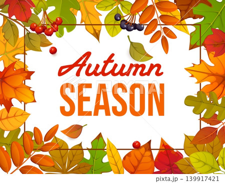 Autumn season banner with falling leaves frame for seasonal greetings, vector poster. Autumn season banner autumnal foliage frame of rowan berries, oak or maple, elm and birch leaves Autumn season banner with falling leaves frame for seasonal greetings, vector poster. Autumn season banner autumnal foliage frame of rowan berries, oak or maple, elm and birch leaves 139917421