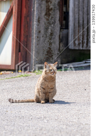 野良猫 野良猫 139917430