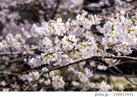 【勝浦さくら祭り】満開の桜 【勝浦さくら祭り】満開の桜 139917431