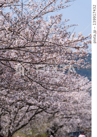 【勝浦さくら祭り】満開の桜 139917432