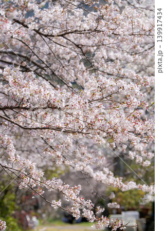 【勝浦さくら祭り】満開の桜 【勝浦さくら祭り】満開の桜 139917434