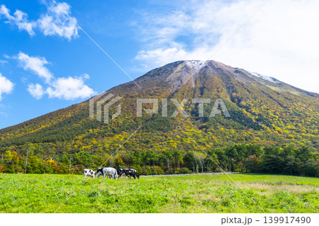紅葉の大山で放牧中の牛たち 大山まきばみるくの里付近 紅葉の大山で放牧中の牛たち 大山まきばみるくの里付近 139917490