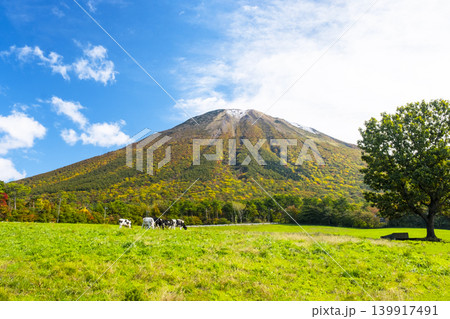 紅葉の大山で放牧中の牛たち 大山まきばみるくの里付近 紅葉の大山で放牧中の牛たち 大山まきばみるくの里付近 139917491