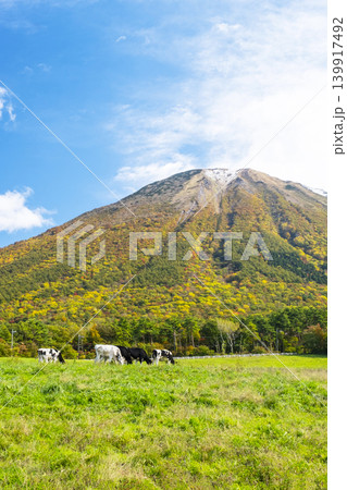 紅葉の大山で放牧中の牛たち 大山まきばみるくの里付近 紅葉の大山で放牧中の牛たち 大山まきばみるくの里付近 139917492