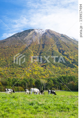 紅葉の大山で放牧中の牛たち 大山まきばみるくの里付近 紅葉の大山で放牧中の牛たち 大山まきばみるくの里付近 139917494