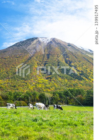 紅葉の大山で放牧中の牛たち 大山まきばみるくの里付近 紅葉の大山で放牧中の牛たち 大山まきばみるくの里付近 139917495