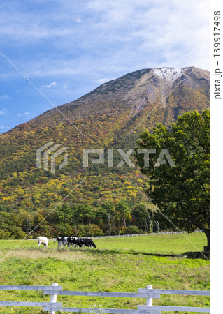 紅葉の大山で放牧中の牛たち　大山まきばみるくの里付近 139917498