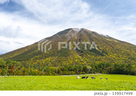 紅葉の大山で放牧中の牛たち 大山まきばみるくの里付近 紅葉の大山で放牧中の牛たち 大山まきばみるくの里付近 139917499