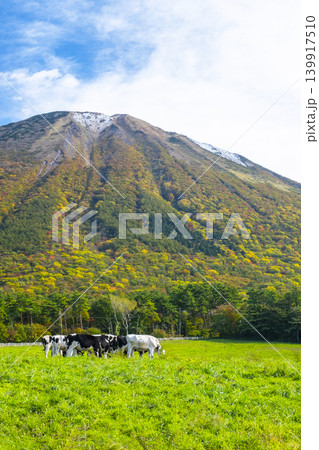 紅葉の大山で放牧中の牛たち 大山まきばみるくの里付近 紅葉の大山で放牧中の牛たち 大山まきばみるくの里付近 139917510