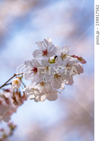 【勝浦さくら祭り】桜の花 139917562