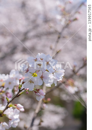 【勝浦さくら祭り】桜の花 139917565